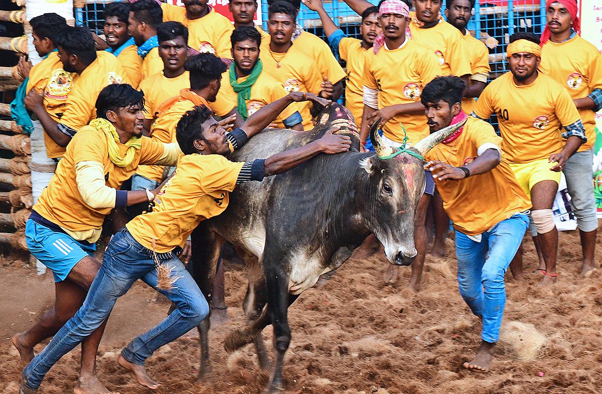 Prevention of cruelty is not an ‘absolute idea’, Supreme Court observes while hearing Jallikattu case