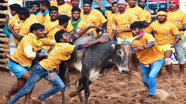 Tamil Nadu government is to frame rules to classify jallikattu as a sport: Minister