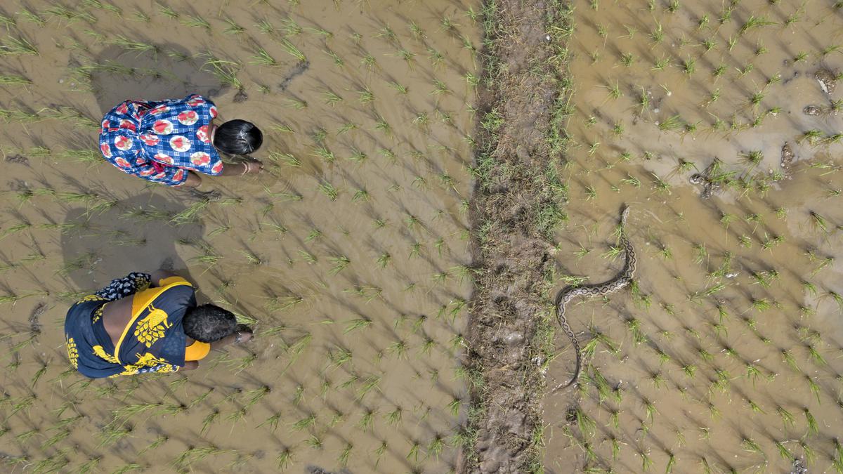 Madras Crocodile Bank Trust and its partner NGOs in India working to raise awareness on snakebites