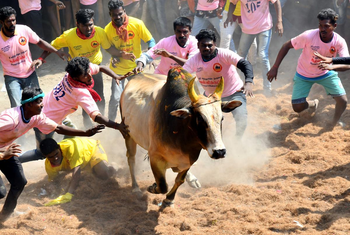 Tamil Nadu defends Jallikattu in Supreme Court, terms it a cultural event