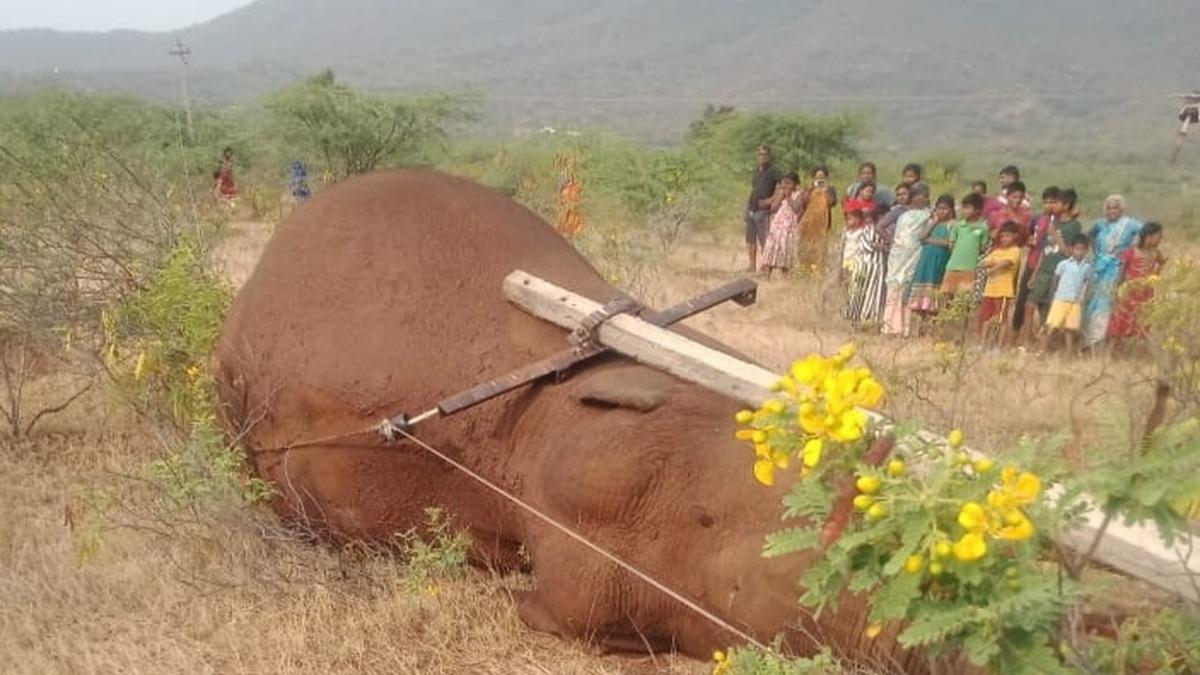 Wild elephant electrocuted, dies after power line falls on it, near Coimbatore