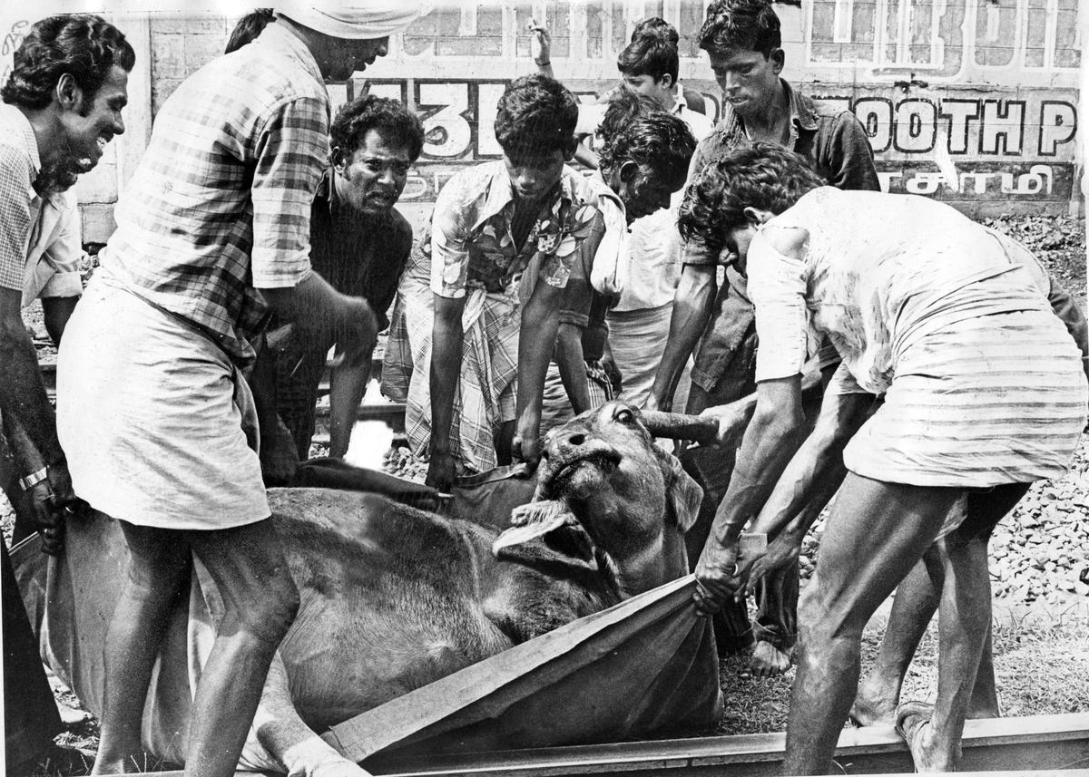 An injured buffalo, writhing in pain for about five hours near the Saidapet railway level-crossing, being taken to hospital by Blue Cross of India volunteers on November 27, 1983. 