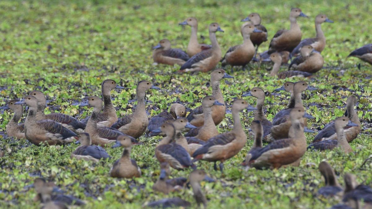 Black-tailed Godwit.