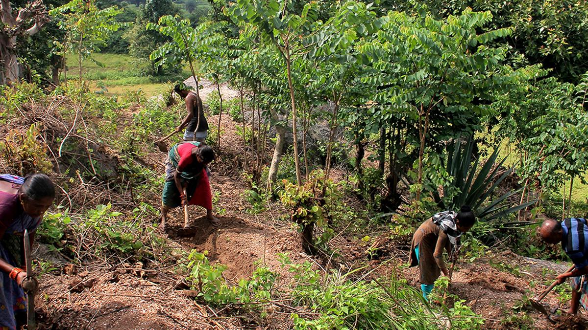 Odisha to saturate recognition of all rights under Forest Right Act in next 2 years