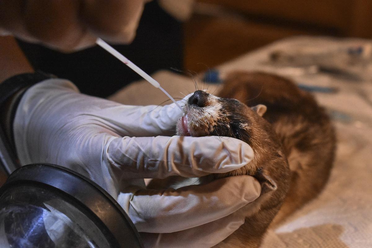 Wildlife biologist Jessica Alexander vaccinates a captured black-footed ferret against sylvatic plague on the Fort Belknap Indian Reservation, Thursday, Oct.ober6, 2022, near Fort Belknap Agency, Mont.