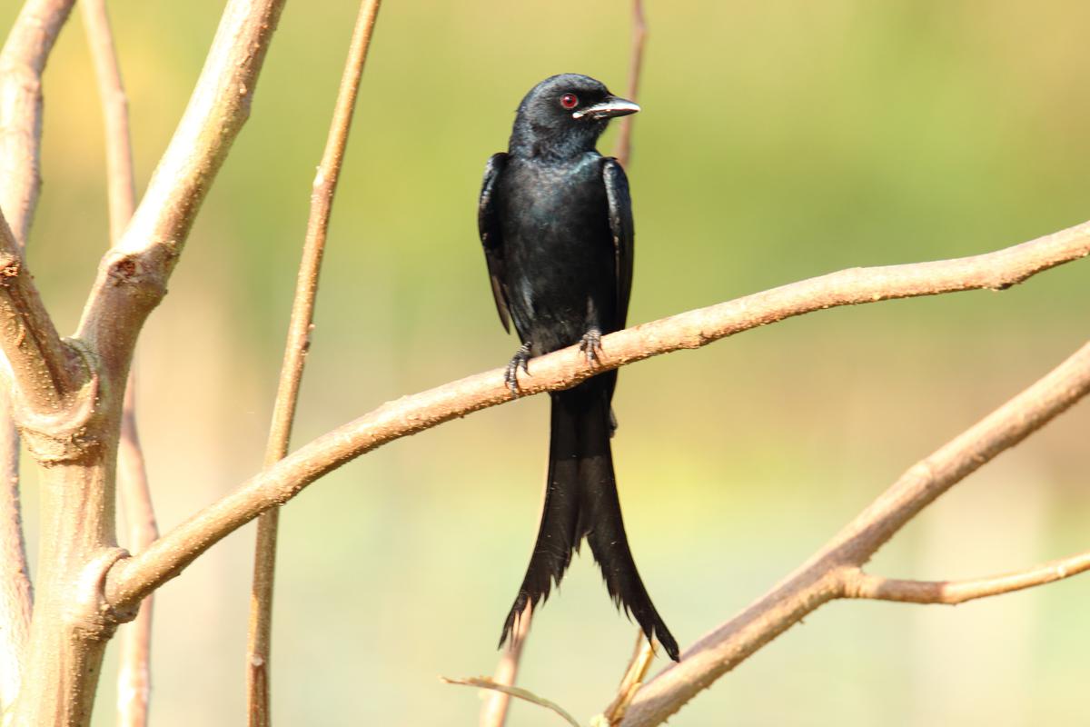     black drongo