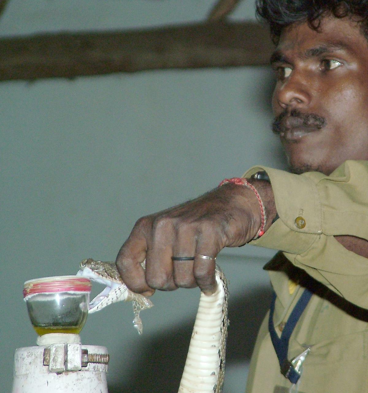 Venom being extracted at the Irula Snake Cooperative. Venom being extracted at the Irula Snake Cooperative.
