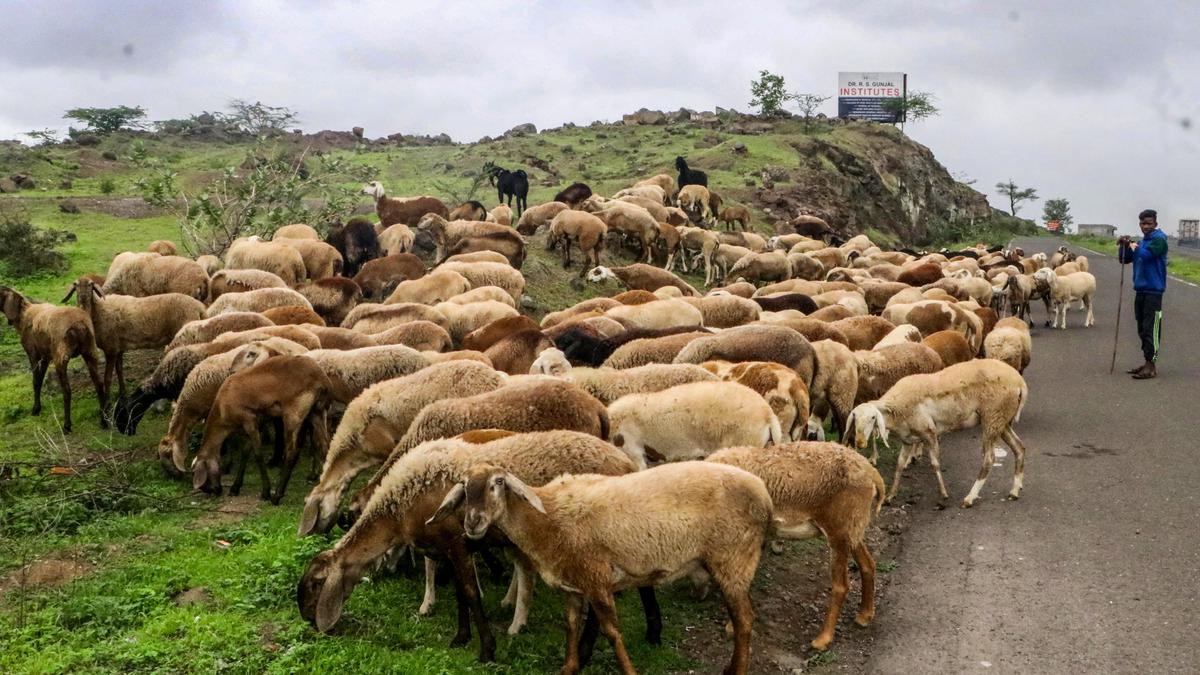 Why Mizoram is often hit by livestock diseases 