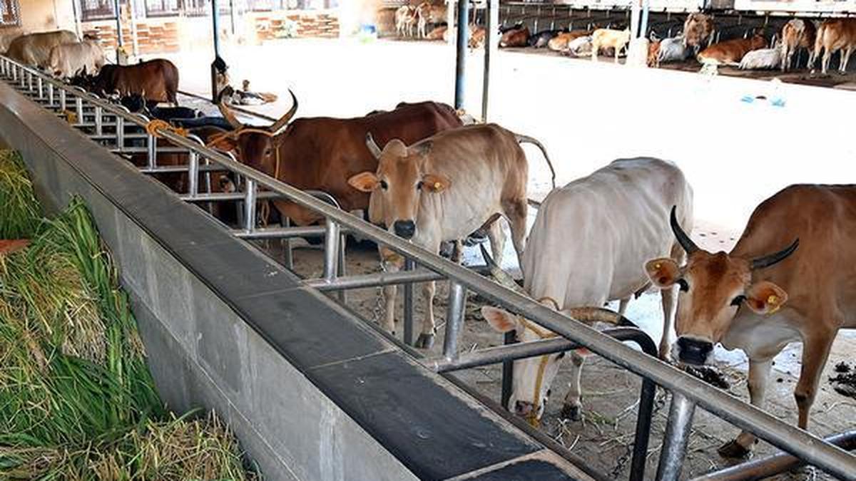 Ajmer Sharif cleric demands national animal status for cow, ban on slaughter, beef export