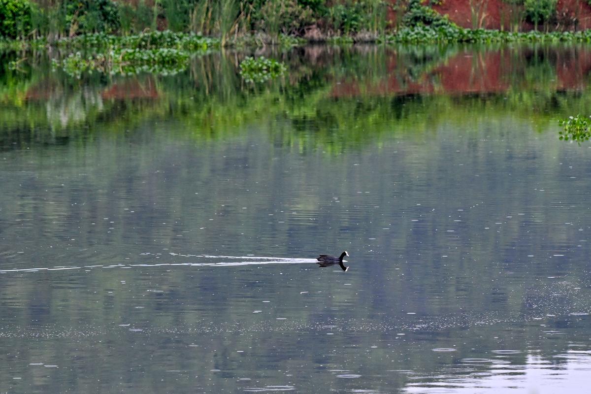 A Eurasian coot at the revived Devaravani Cheruvu in Kambala village. A Eurasian coot at the revived Devaravani Cheruvu in Kambala village.