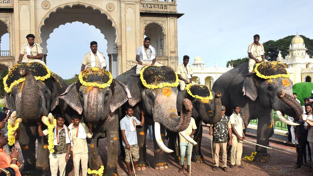 Second batch of Dasara elephants arrives in Mysuru