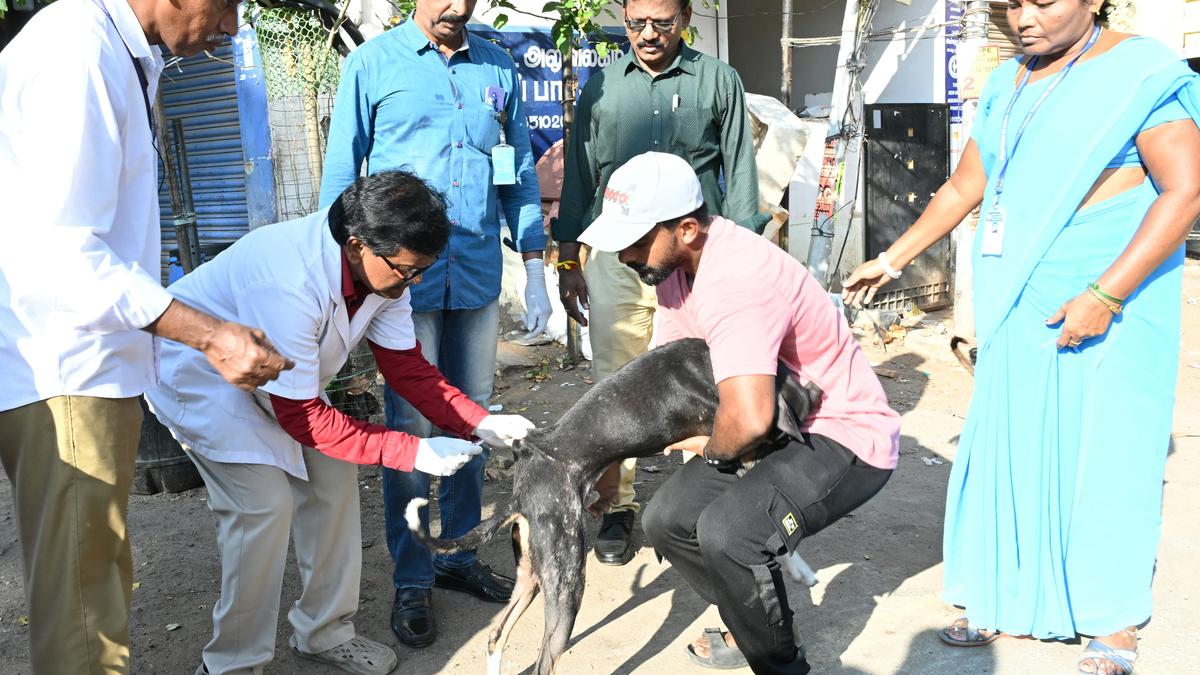 Manifold increase in rabies deaths in two years: Centre