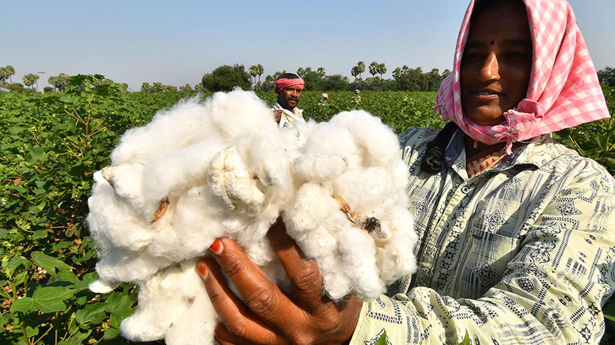 Indian cotton production to be 6% lower this year