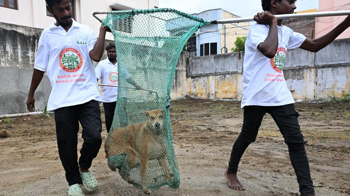 World Rabies Day: tracing the journey from myths to modern medicine
Premium