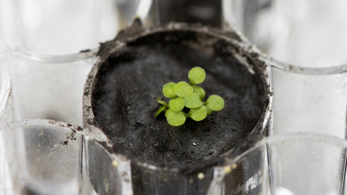 Scientists successfully grow plants in moon soil for first time