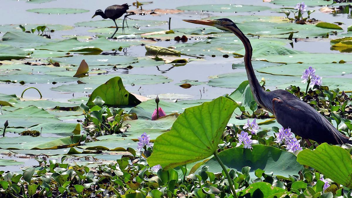 Do you know the birds in your neighbourhood?