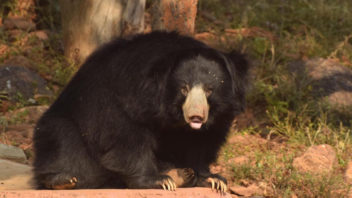 Sloth bear Divya dies at Vizag zoo