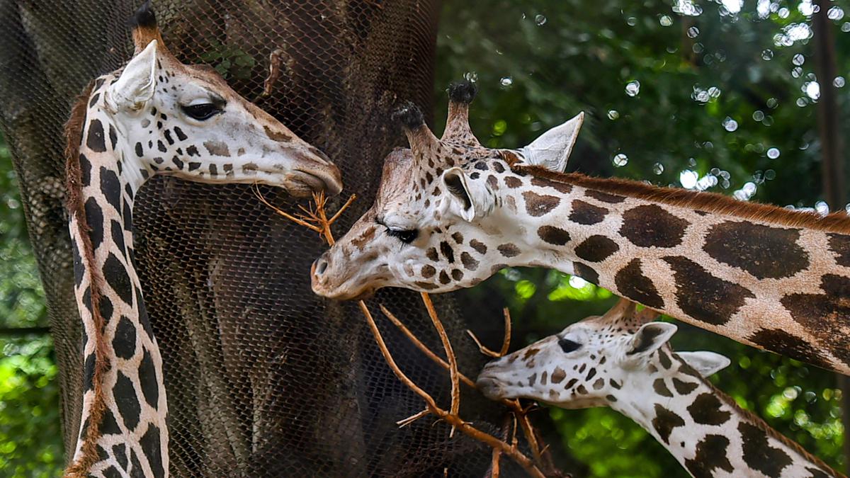 Giraffes brought to India 150 years ago from Africa may be a critically