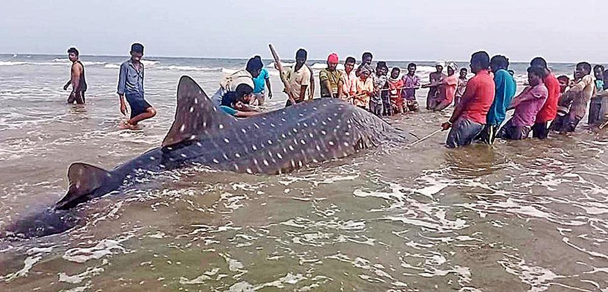 তানতাদি সমুদ্র সৈকতে একটি সৈকত তিমি হাঙরকে সমুদ্রে ফিরিয়ে নিয়ে যাওয়ার জন্য স্থানীয় জেলেরা এবং বন কর্মকর্তাদের একটি ফাইল ছবি৷