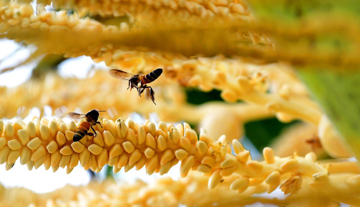 Bees collecting nectar from a cluster of coconut flowers Bees collecting nectar from a cluster of coconut flowers