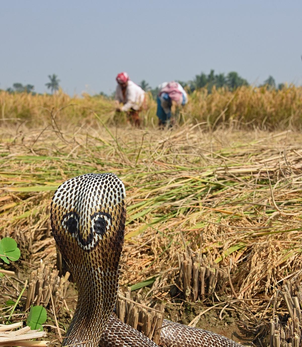 Curator of the serpentarium Lisa Gonsalves pointed out that a snake catchers co-operative society in Tamil Nadu was presently involved in harvesting venom from snakes captured from the wild for the purpose of producing antivenom.