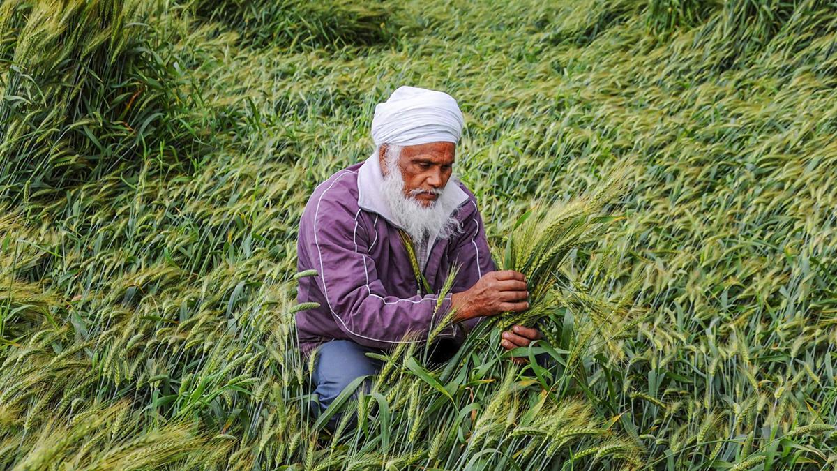 Farmers anxious as IMD predicts more rain in April