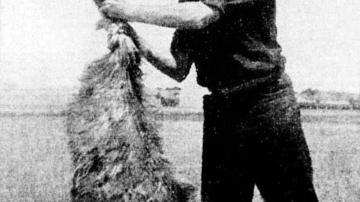 The Great Emu War: When Australia lost a battle against birds