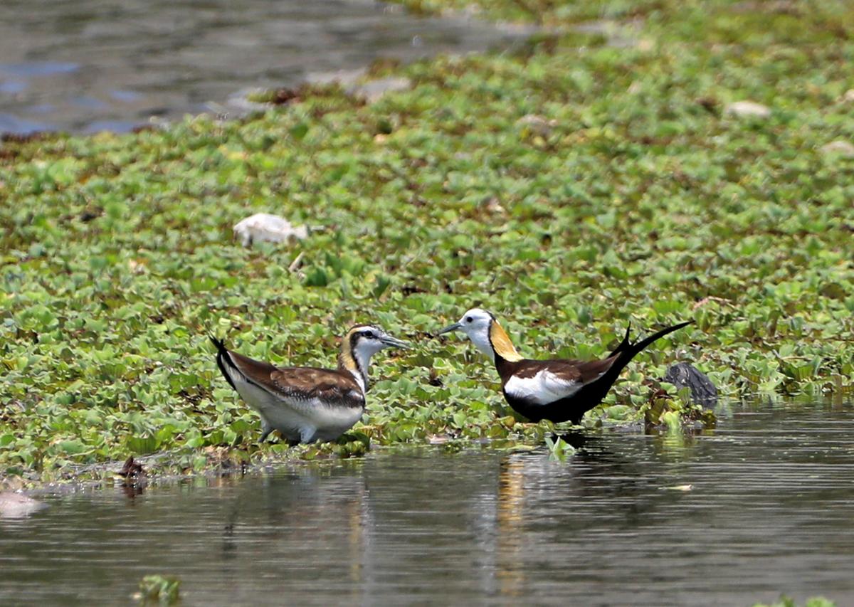 Dva Jacanas dva bažanty, jeden v plném a druhém v částečném chovu peří, při bažinové záplatě v Semmancherry již 22. dubna 2025. Foto: Prince Frederick Dva Jacanas dva bažanty, jeden v plném a druhém v částečném chovu peří, při bažinové záplatě v Semmancherry již 22. dubna 2025. Foto: Prince Frederick
