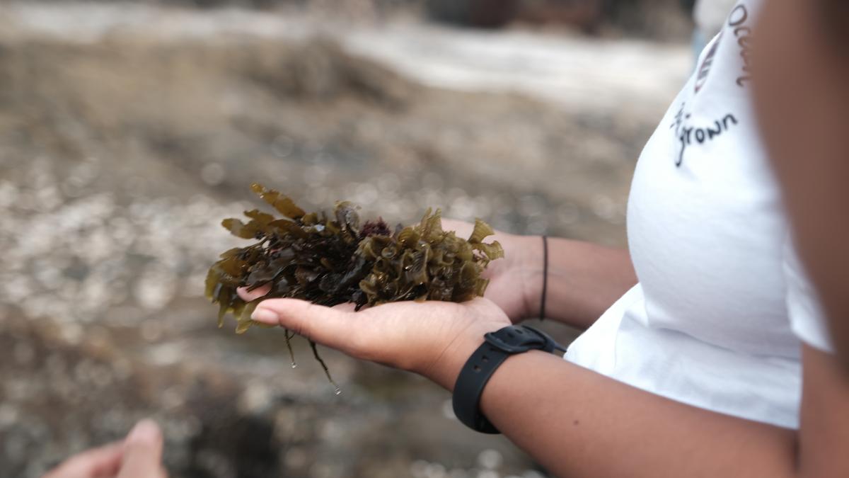 In Goa, we taste seaweed on a tide pool walk