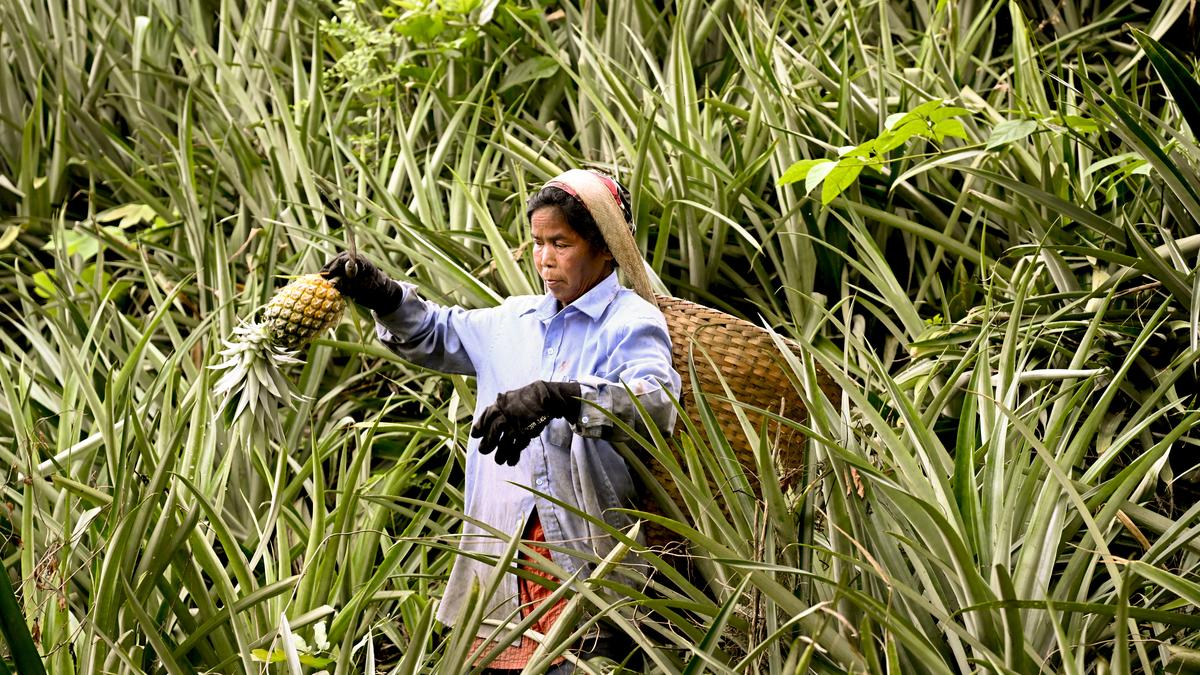 In Frames | Sweet slice of Assam