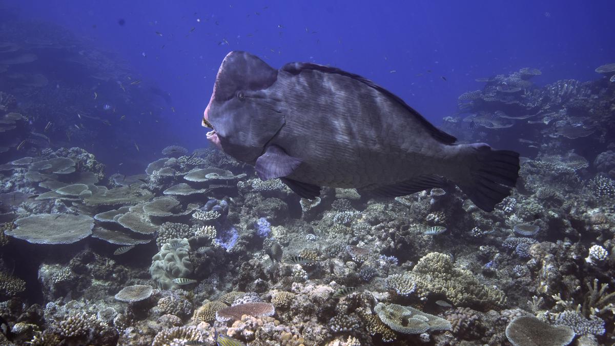 La Grande Barrière de Corail d’Australie hors de la liste des dangers de l’UNESCO, toujours “sérieusement menacée”