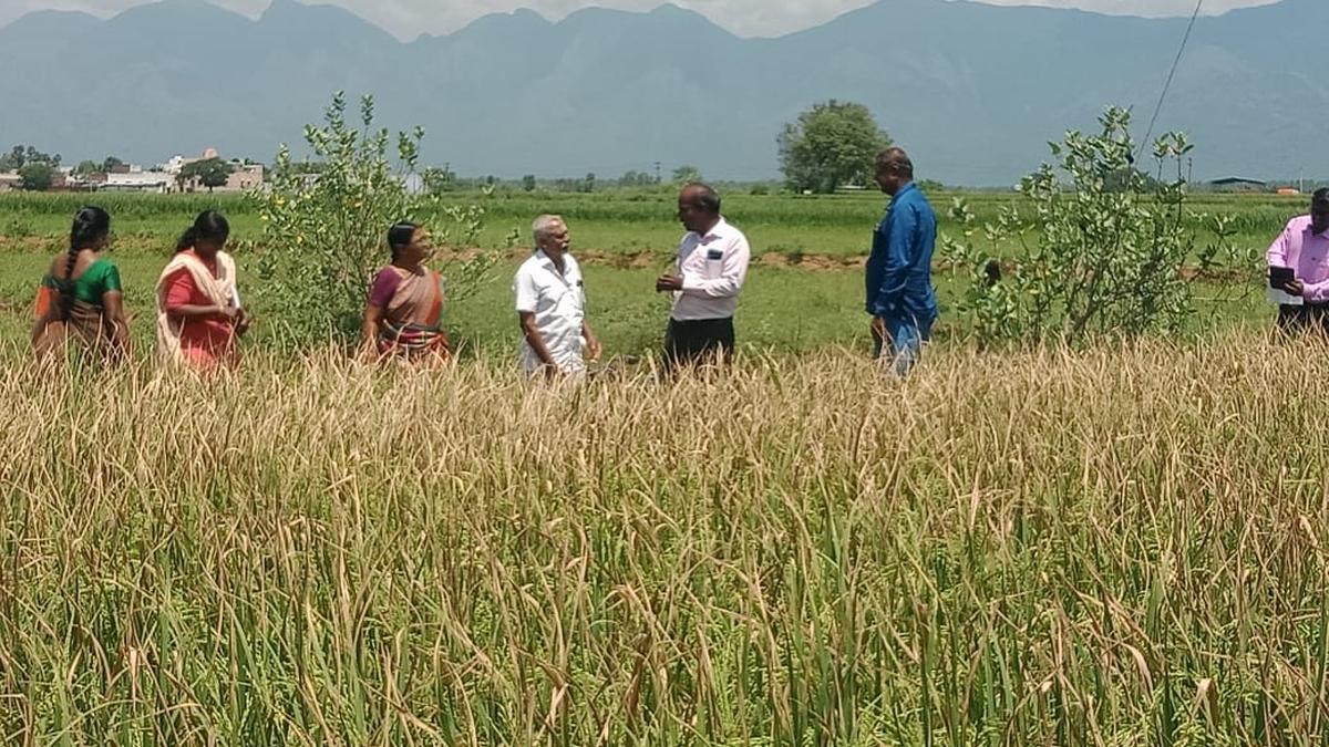 Paddy crops near Rajapalayam infected with bacterial blight disease