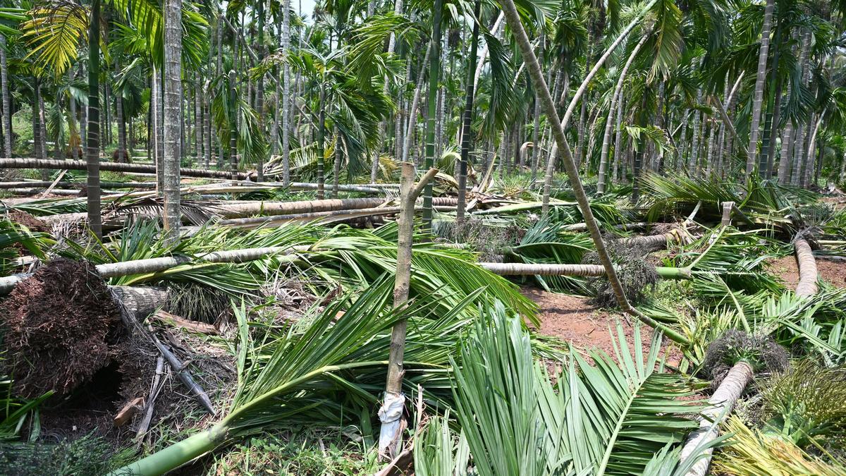 Farmers aghast as arecanut plantations flattened by strong wind and rain in Shivamogga