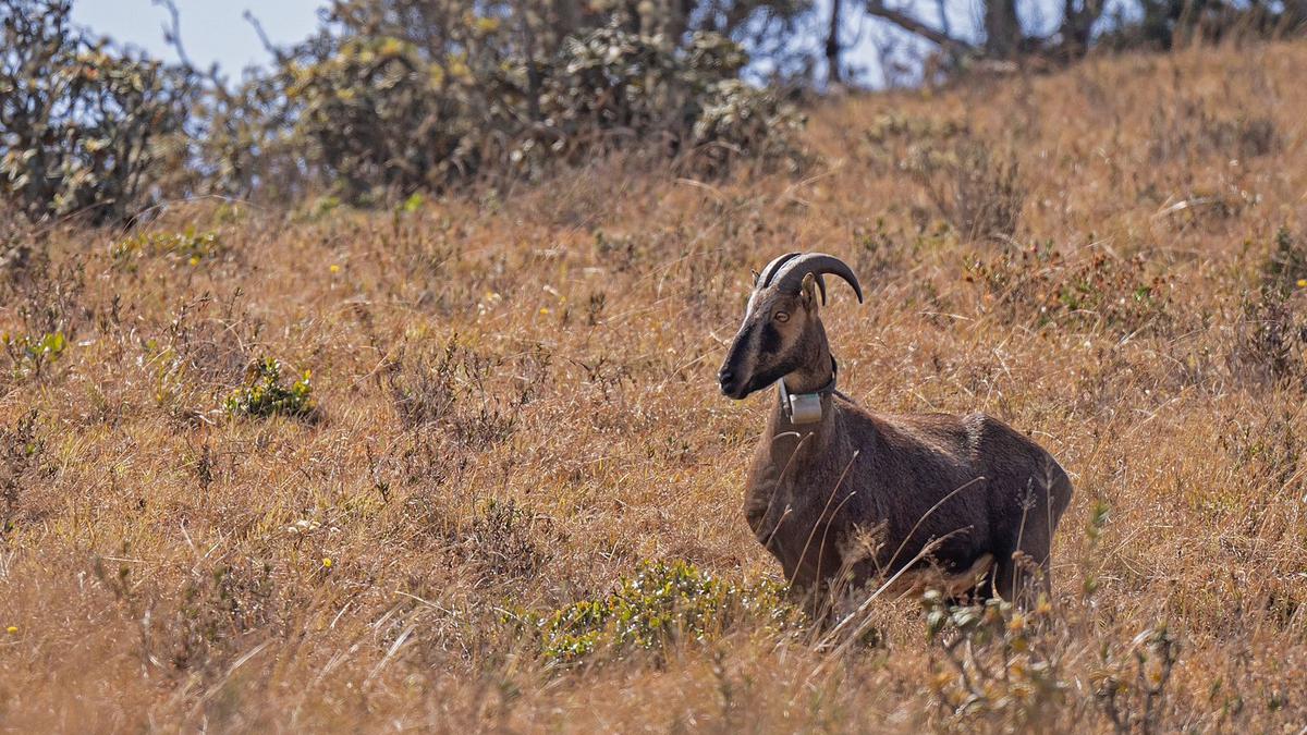 Nilgiri tahr tracked one month after being fitted with radio-collar in Mukurthi National Park