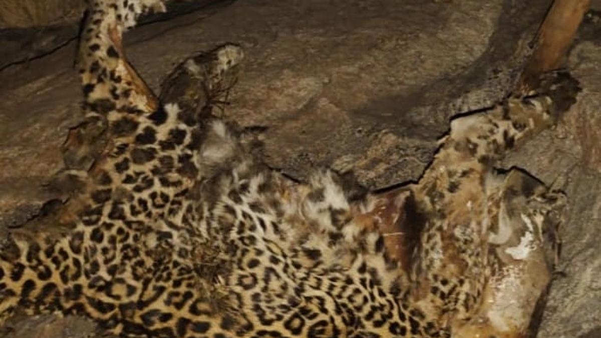 Decomposed carcass of a leopard found at Duppaduragutta hillocks in Anantapur