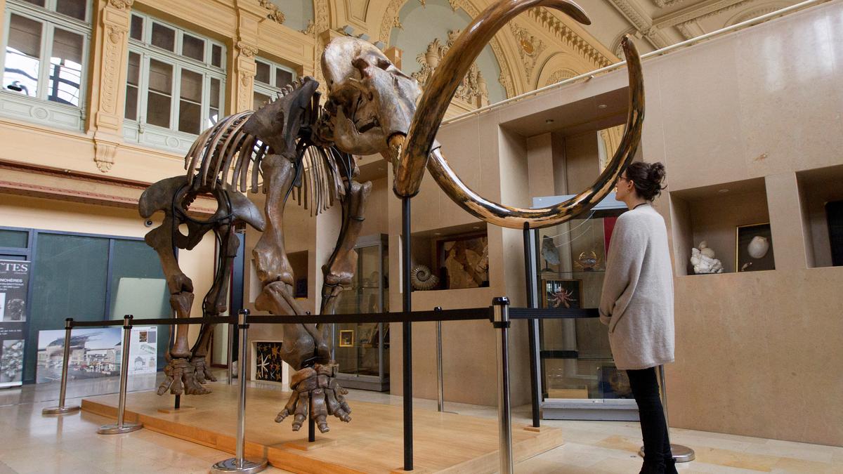 Small ears, frizzy hair and dry ear wax - the genetics of mammoths