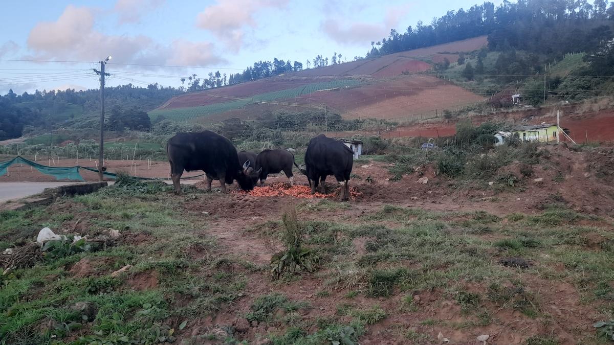 Lacking waste disposal mechanism, carrot-cleaning units in the Nilgiris attract wild animals into human settlements