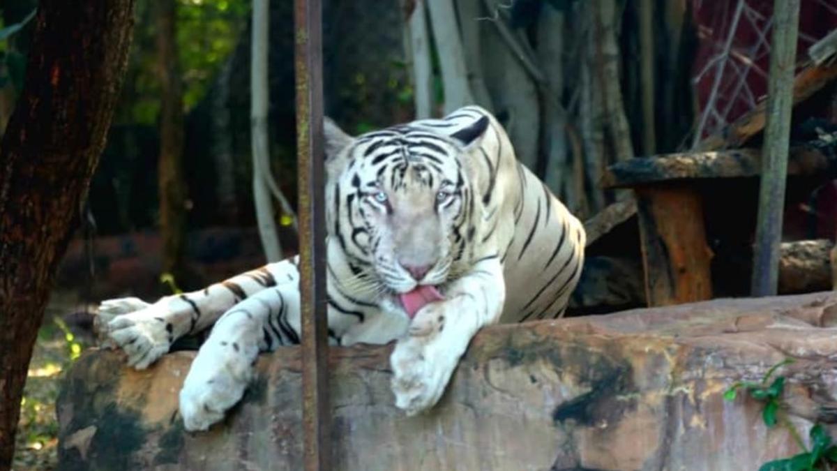 White tiger Sameer dies of age-related ailments in Tirupati zoo