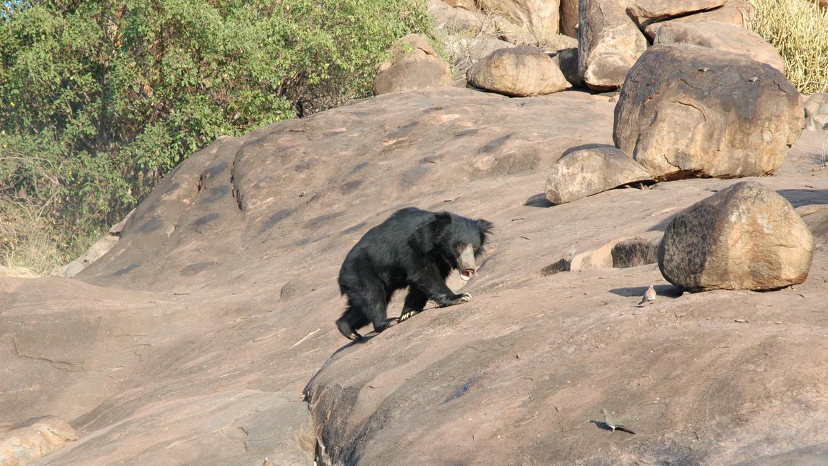 Farmer injured in bear attack in Karnataka