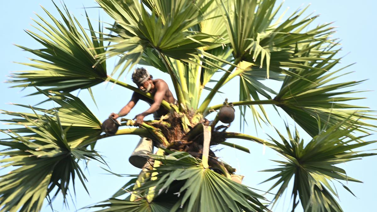 Thoothukudi’s palm climbers grapple with falling income and lack of welfare support
