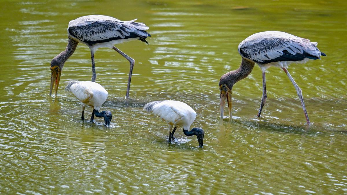 Mapping of urban biodiversity begins amid heatwave