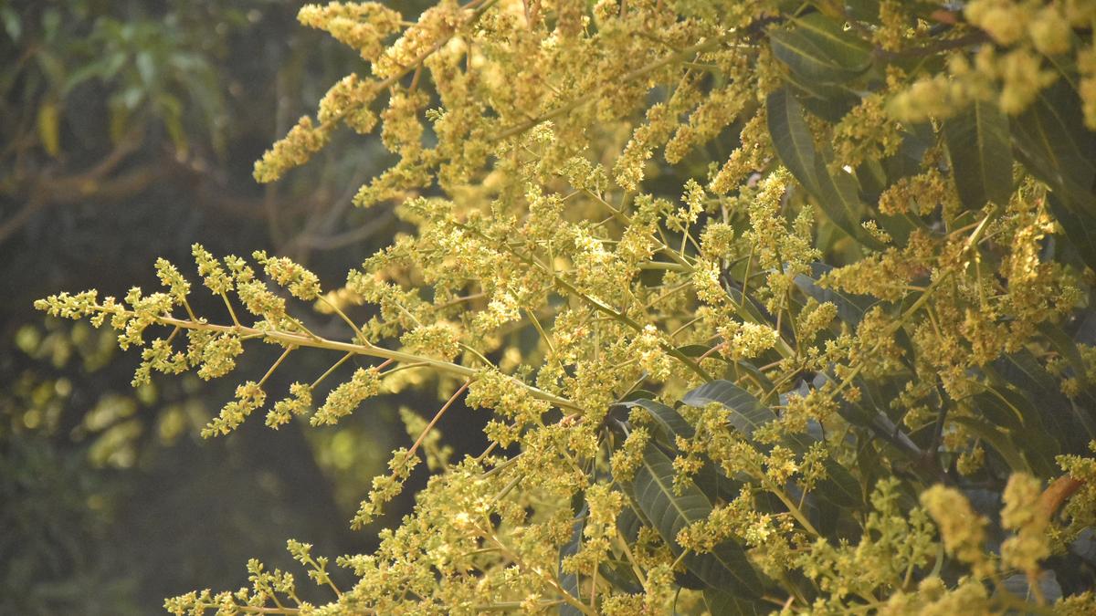 2025 likely to be a sweet year for mango growers 
