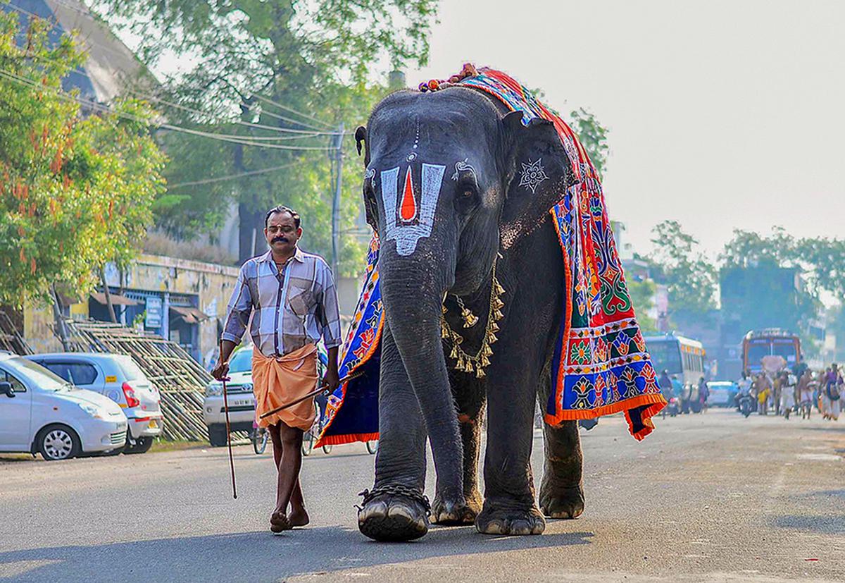 A file picture of the Andal Temple elephant, Jayamalyatha, in Srivilliputhur, Virudhunagar district