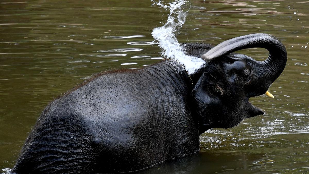 Plastic in elephant dung | Conservationists call on Railways to restrict banned plastic packaging along Nilgiri Mountain Railway line