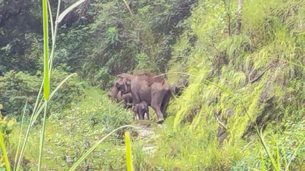 Tamil Nadu forest officials learn the ‘language of elephants’, thanks to calf rescue missions