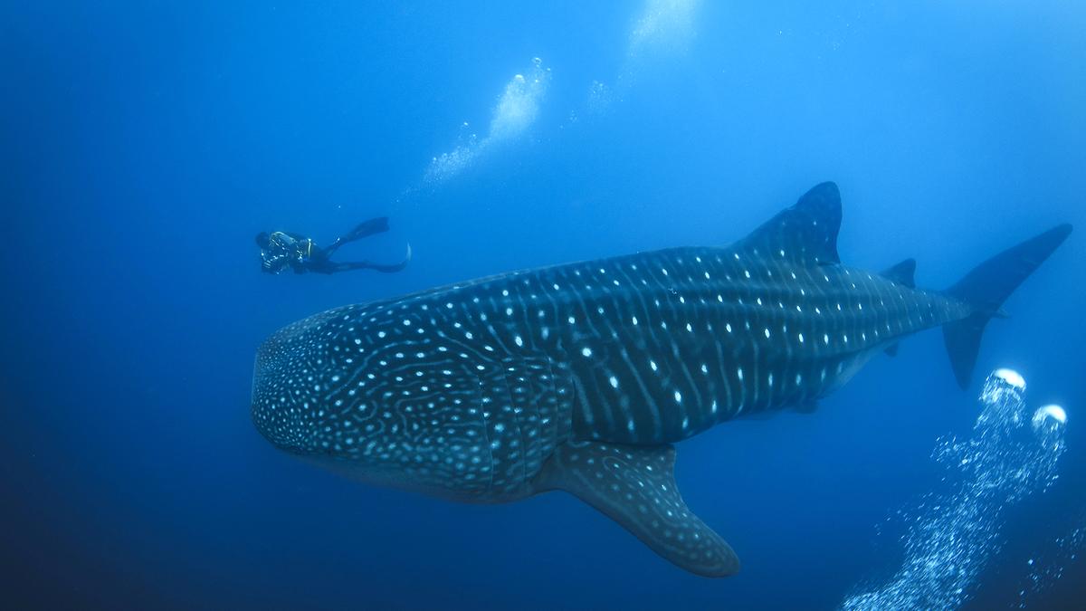 International Whale Shark Day: Saving the gentle giants of the sea along the Indian coast