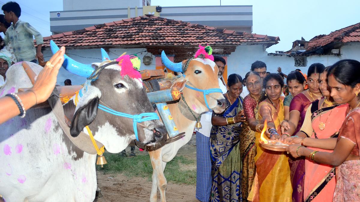 Eruvaka Pournami: When bulls are worshipped at beginning of crop sowing season