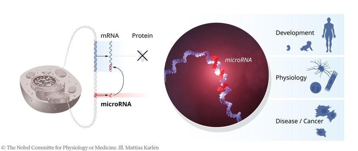 “Understanding the regulation of gene activity has been an important goal for many decades. If gene regulation goes awry, it can lead to serious diseases such as cancer, diabetes, or autoimmunity,” the Nobel Academy said. Photo: The Nobel Committee for Physiology or Medicine. Ill. Mattias Karlén