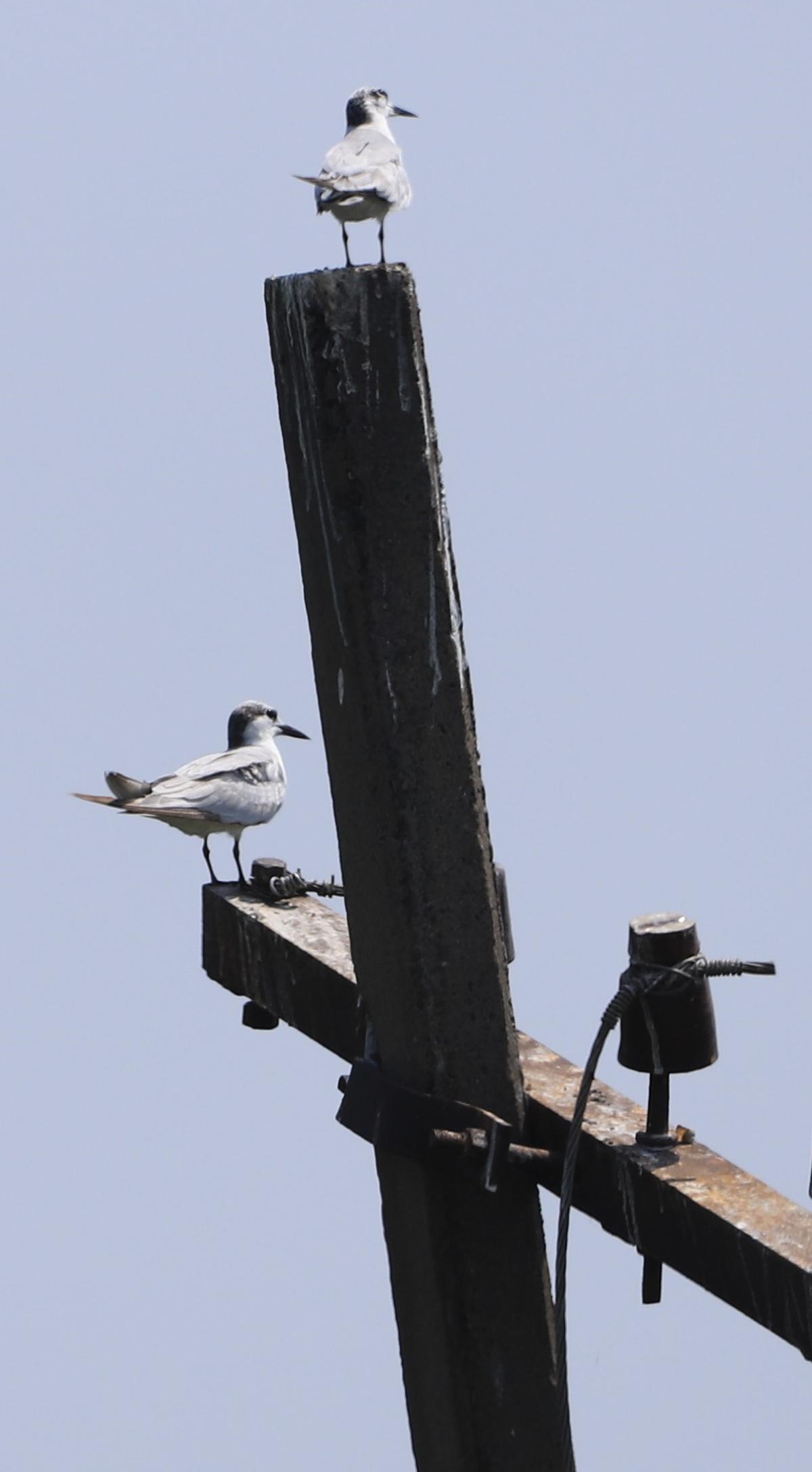 Whiskered terns perched on an electricity pole at the Nanmangallam lake  on March 3, 2024.  Photo: Prince Frederick 