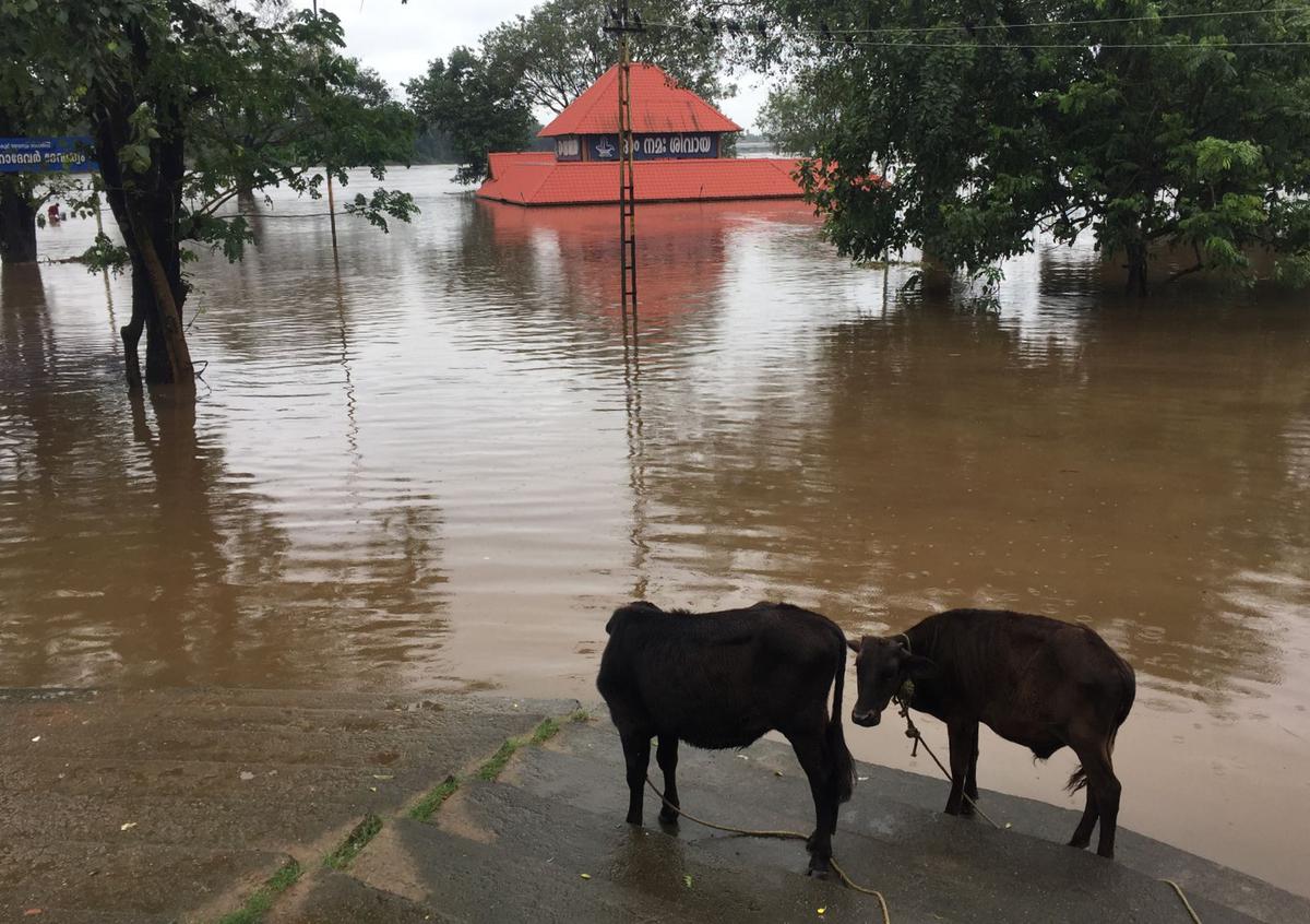 Aluva Siva Temple on the banks of the Periyar river where thousands thronged to do bali tarpan for the departed last week, is fully under water, a day after Ernakulam district witnessed heavy rains